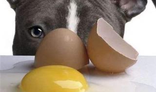 小狗为什么要吃生鸡蛋
